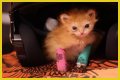 Tater Tot Kitten Died: How Tater Tot’s Heartwarming Life Ended
